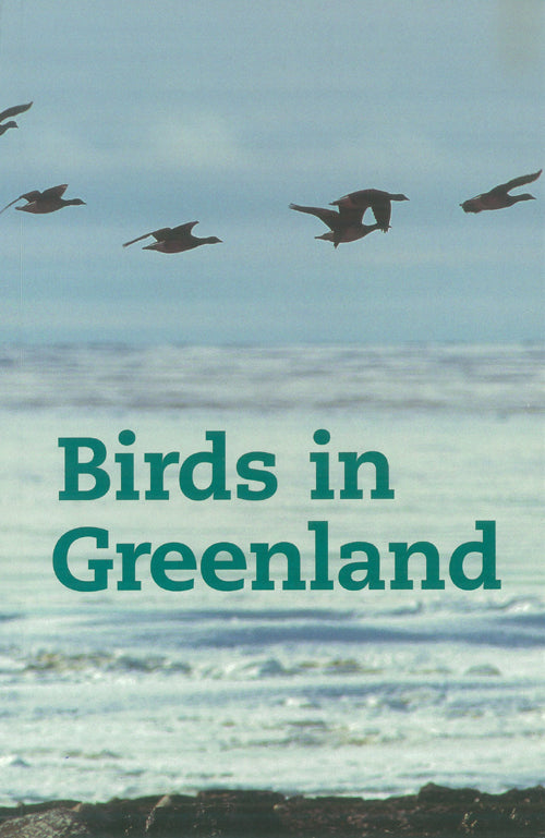 Birds in Greenland