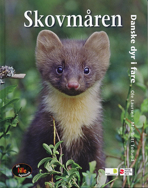 Skovmåren. Danske dyr i fare