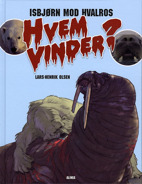 Hvem vinder? Isbjørn mod Hvalros