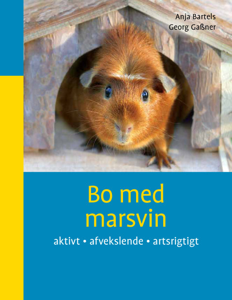 Bo med marsvin