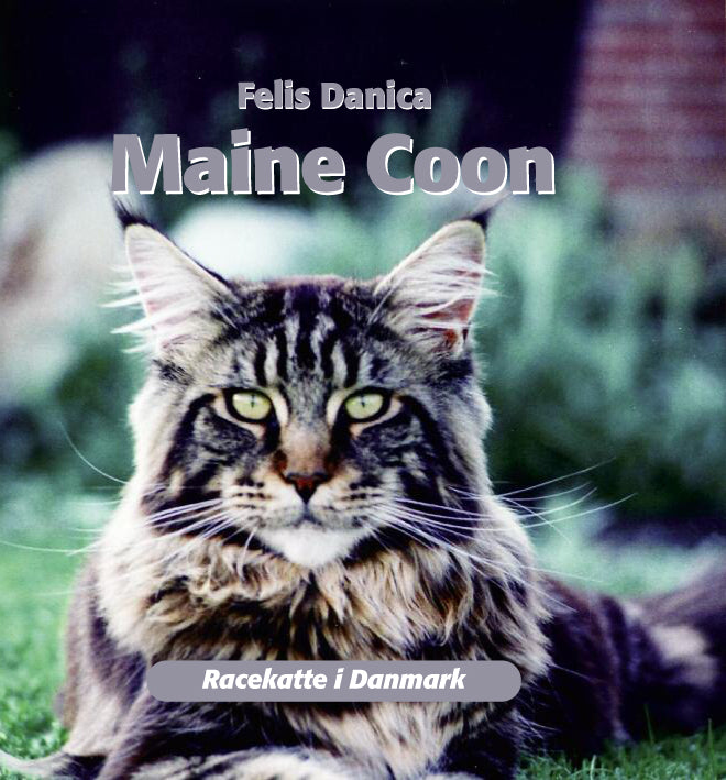 Maine Coon