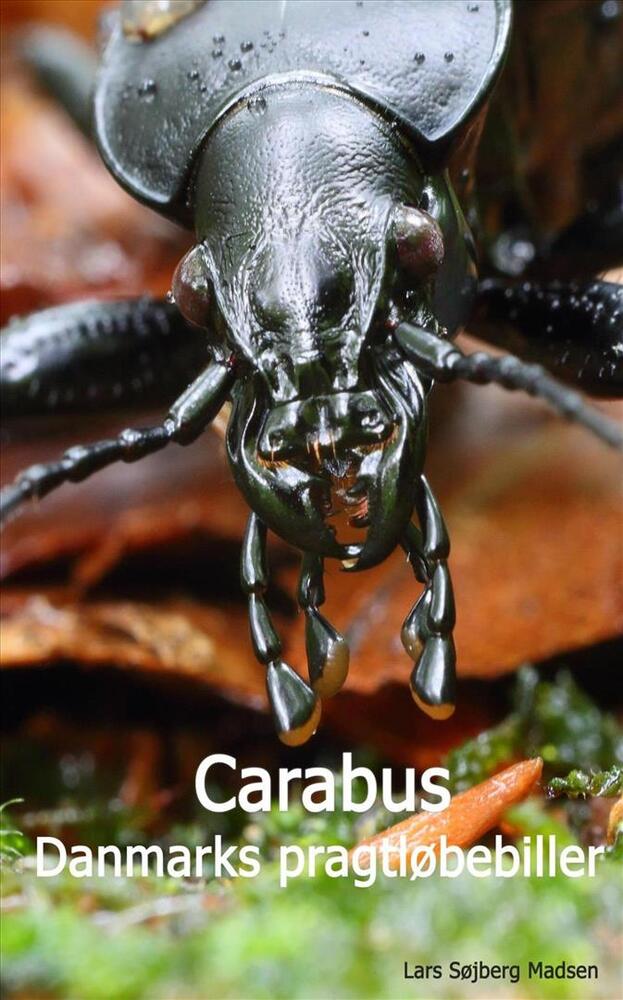 Carabus