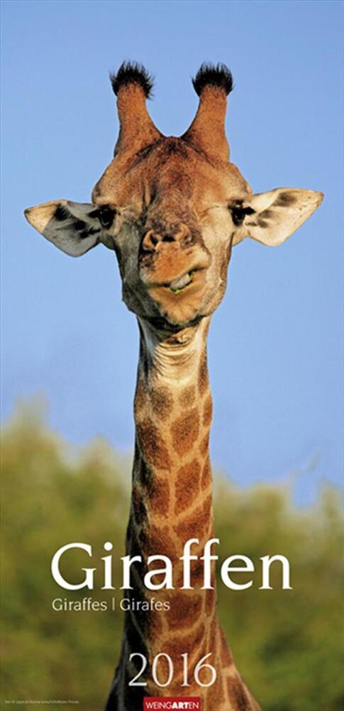 Giraffen - Giraffes 2016