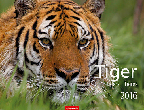 Tiger - Tigers 2016