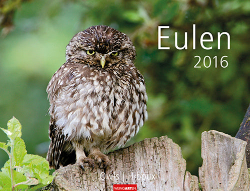 Eulen - Owls 2016