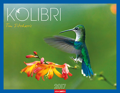 Kolibri - Hummingbirds 2017