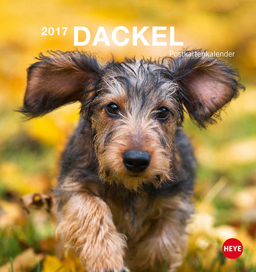 Dackel Postkortkalender 2017