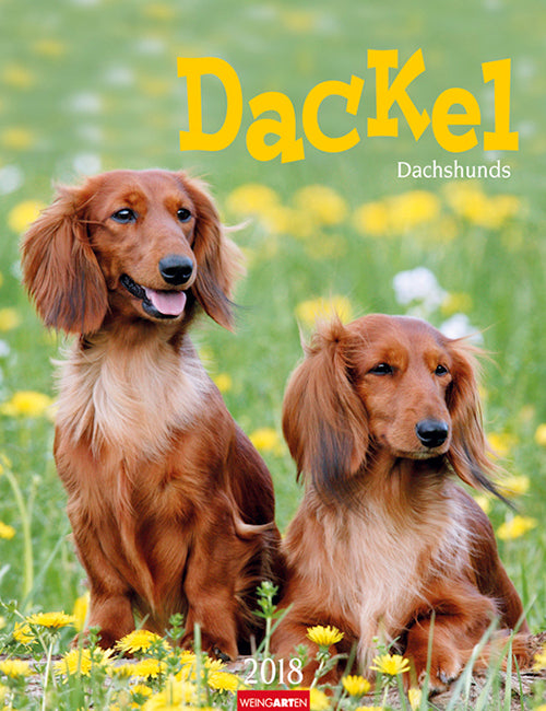 Dackel 2018 Kalender