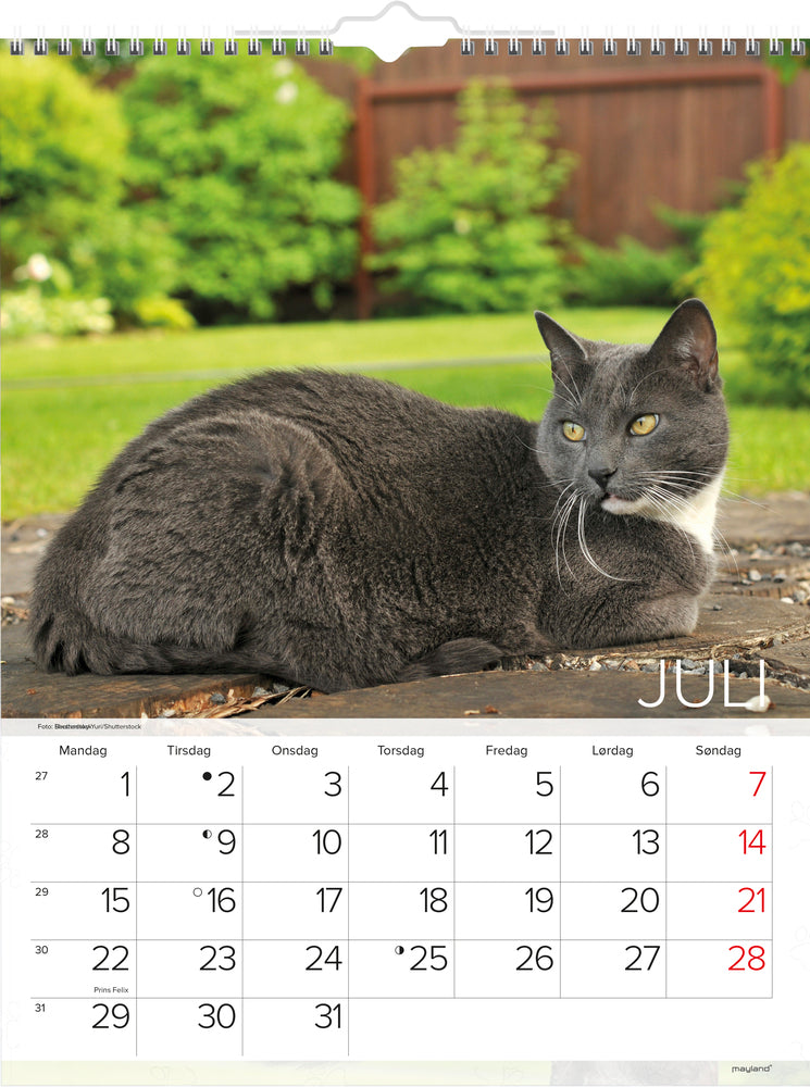 Vægkalender katte 2019 mayland