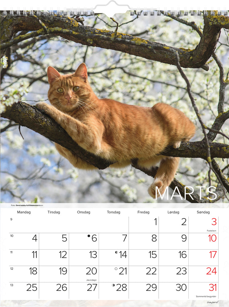 Vægkalender katte 2019 mayland