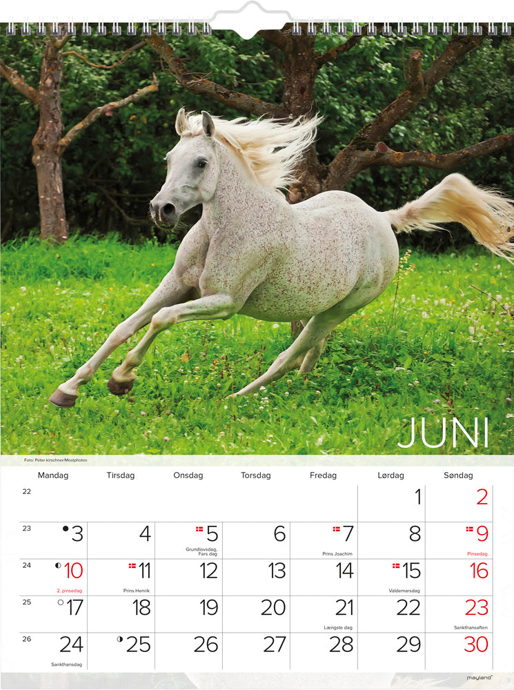 VÆGKALENDER HESTE 2019 MAYLAND