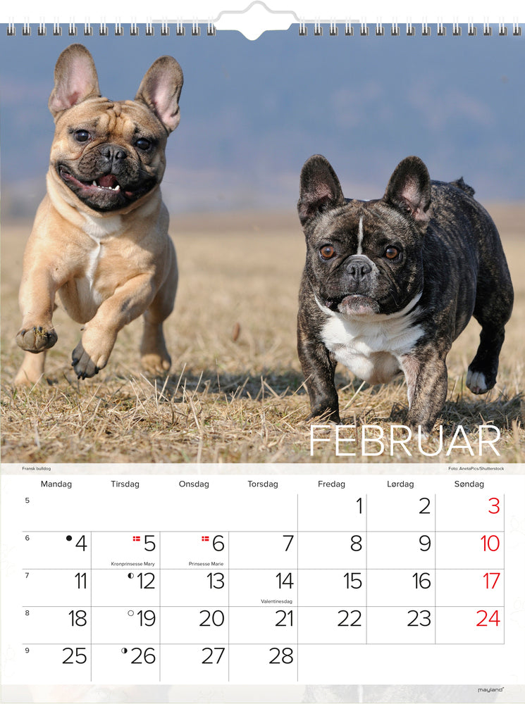 VÆGKALENDER HUNDE 2019 MAYLAND