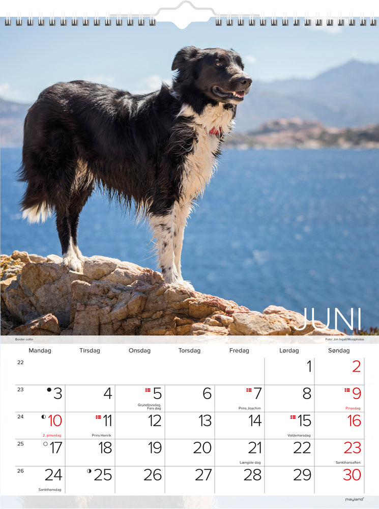 VÆGKALENDER HUNDE 2019 MAYLAND