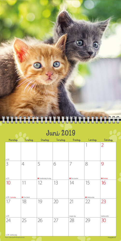 Vægkalender kattekillinger 2019 mayland