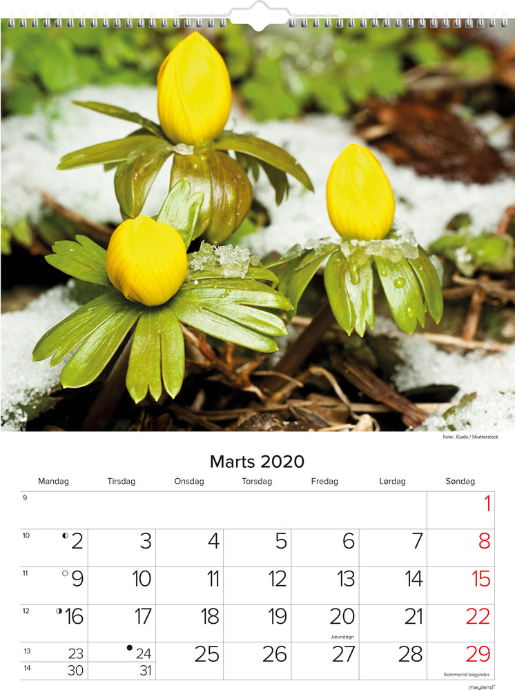 VÆGKALENDER BLOMSTER 2020 MAYLAND