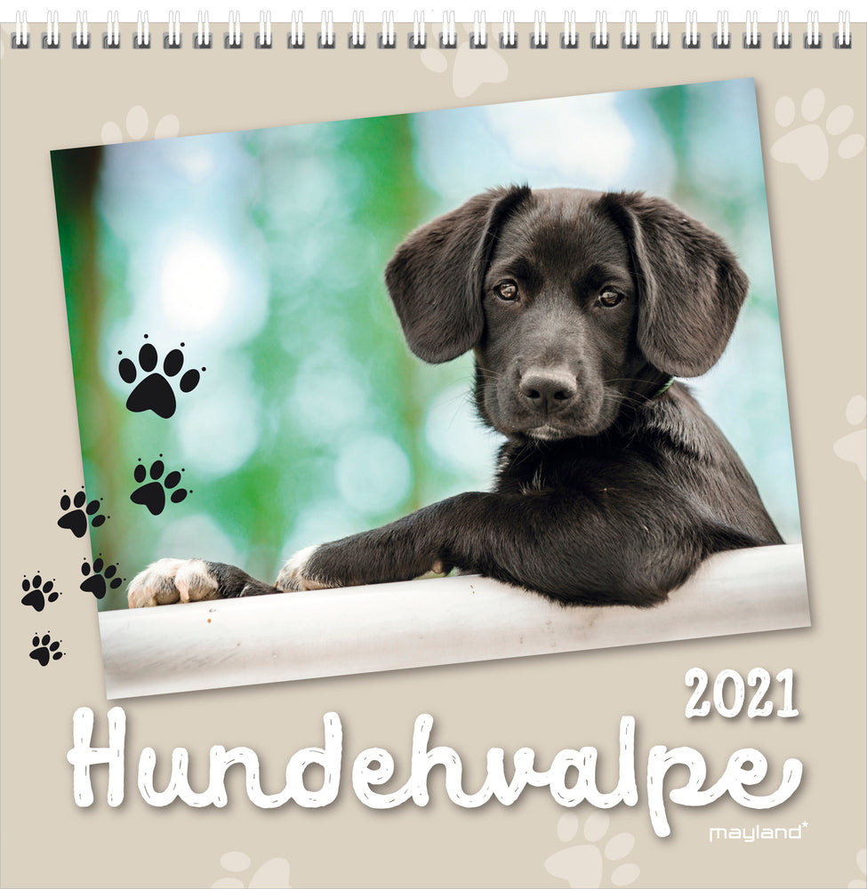 Vægkalender hundehvalpe 2021 16 x 16 cm Mayland