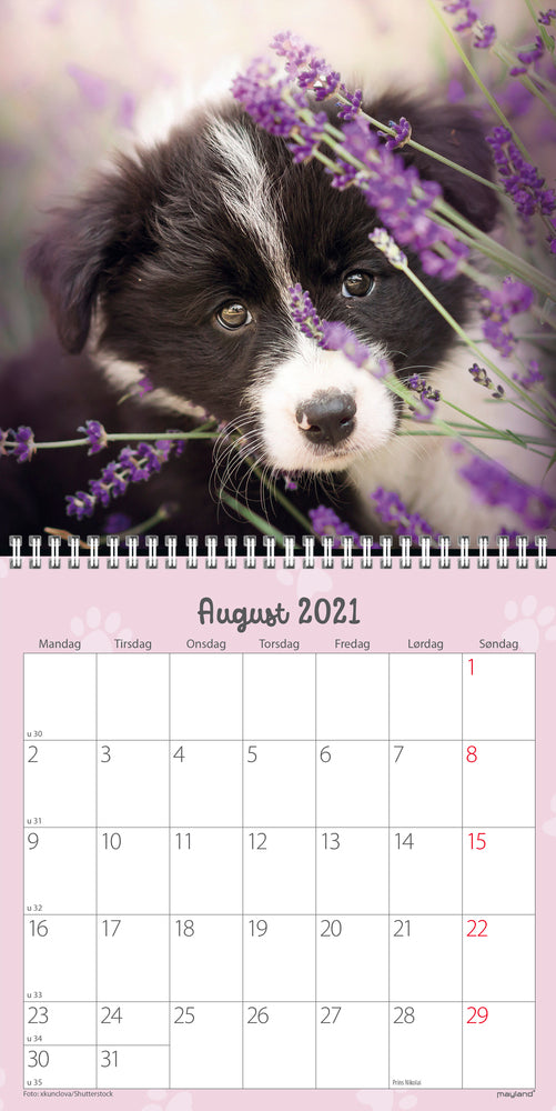 Vægkalender hundehvalpe 2021 16 x 16 cm Mayland