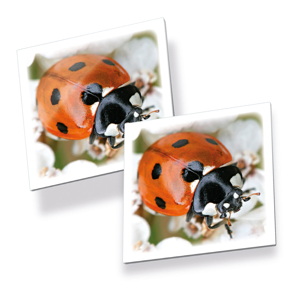 Memo Insekter