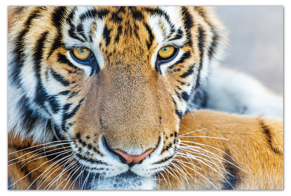 Diamond Art tiger ansigt 20 x 30 cm