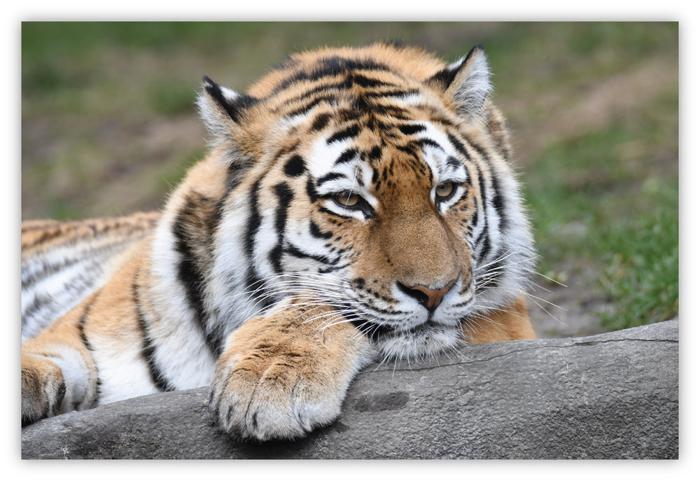 Diamond Art Tiger 20 x 30 cm
