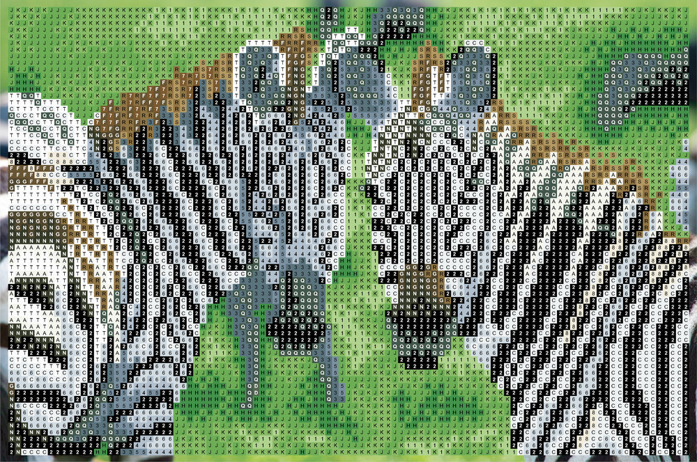 Diamond Art Zebra 20 x 30 cm