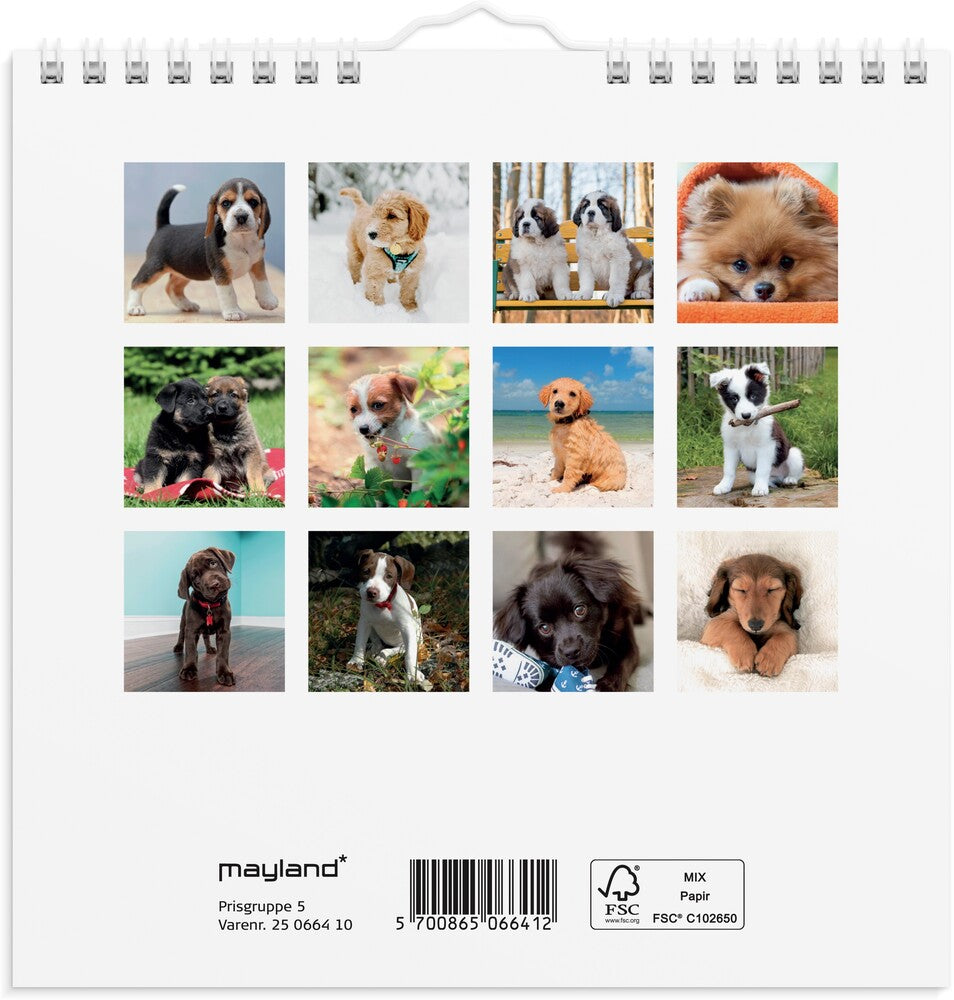 Mayland Vægkalender 2025 hundehvalpe 16 x 16 cm