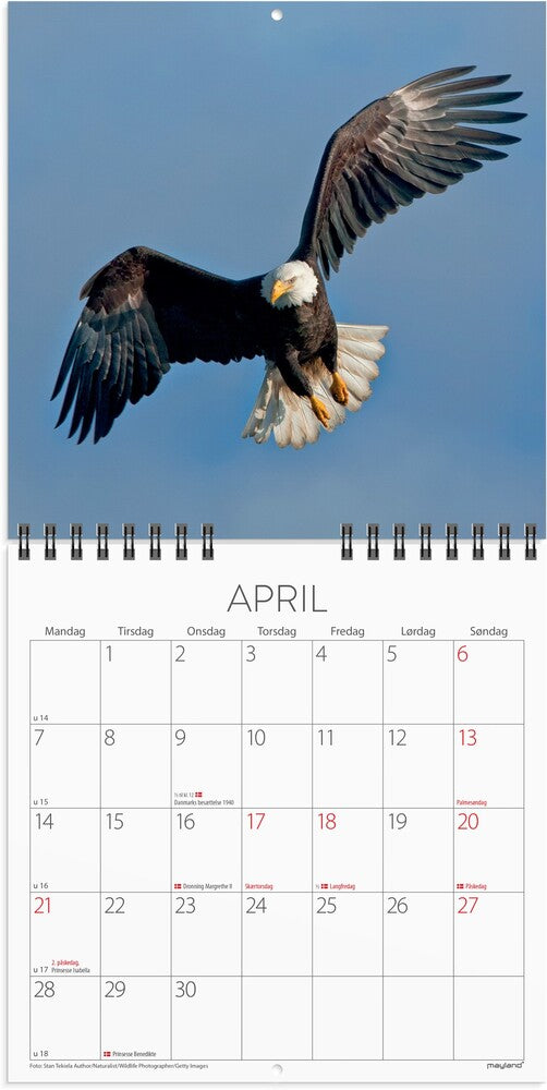Mayland Vægkalender 2025 verdens dyr 16 x 16 cm