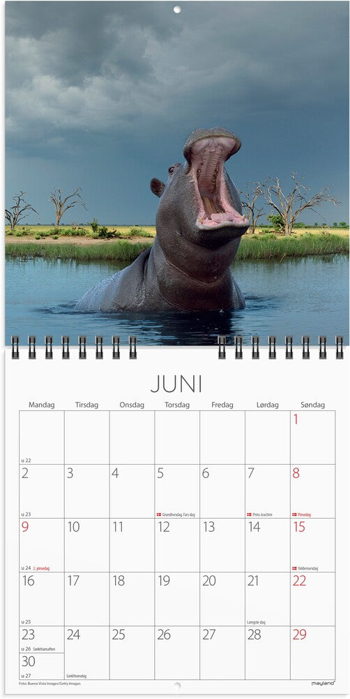 Mayland Vægkalender 2025 verdens dyr 16 x 16 cm