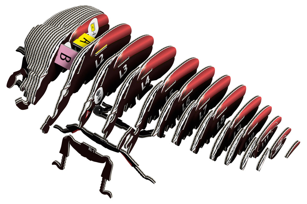 EUGY Goliath Beetle