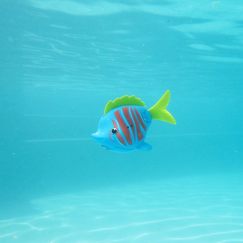 Rainbow Reef Fish - Betafisk