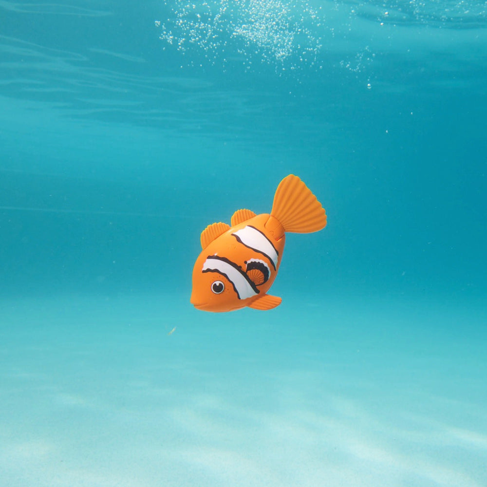 Rainbow Reef Fish - Klovnfisk