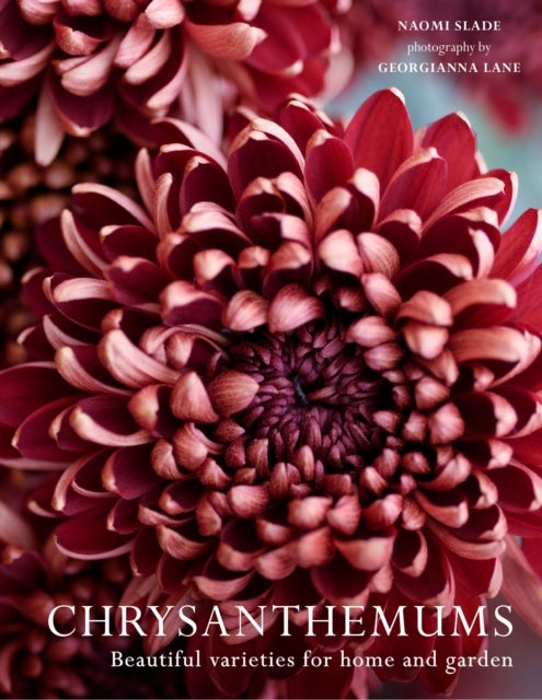 Chrysanthemums Beautiful Varieties For Home and Garden