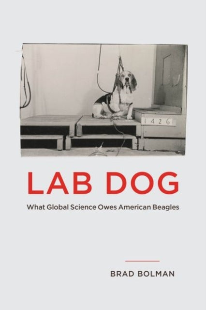 Lab Dog What Global Science Owes American Beagles