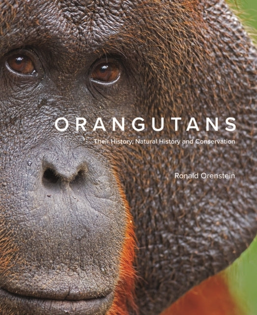 Orangutans Their History, Natural History And Conservation