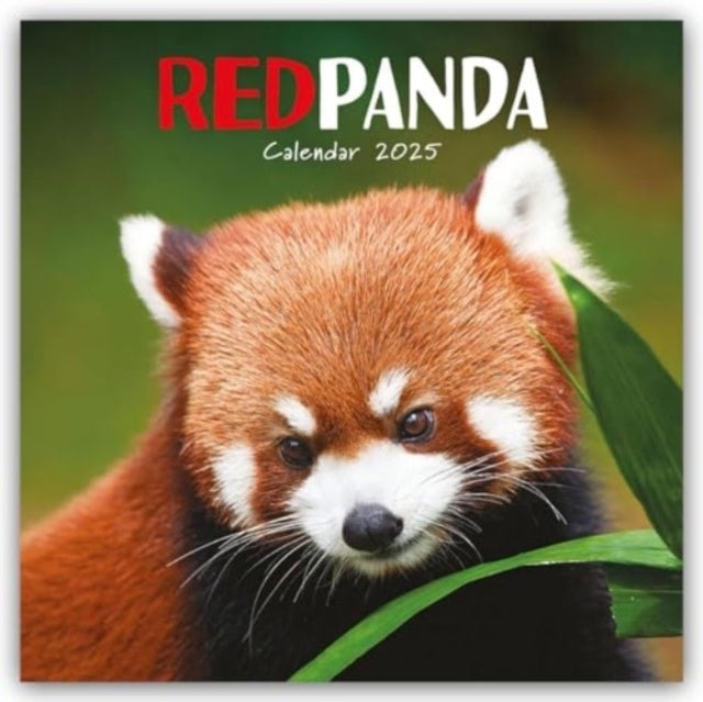 Red Pandas Square Wall Calendar 2025