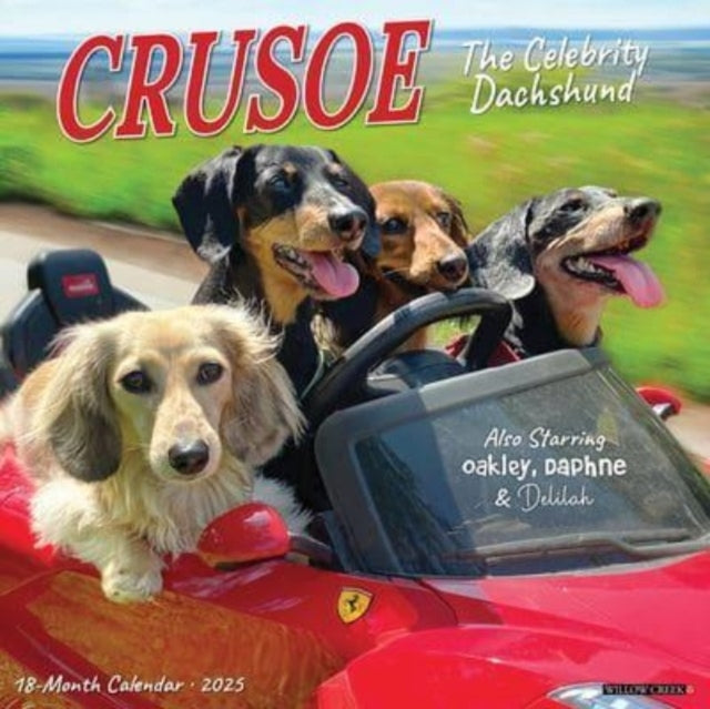 Crusoe The Celebrity Dachshund 2025 12 X 12 Wall Calendar