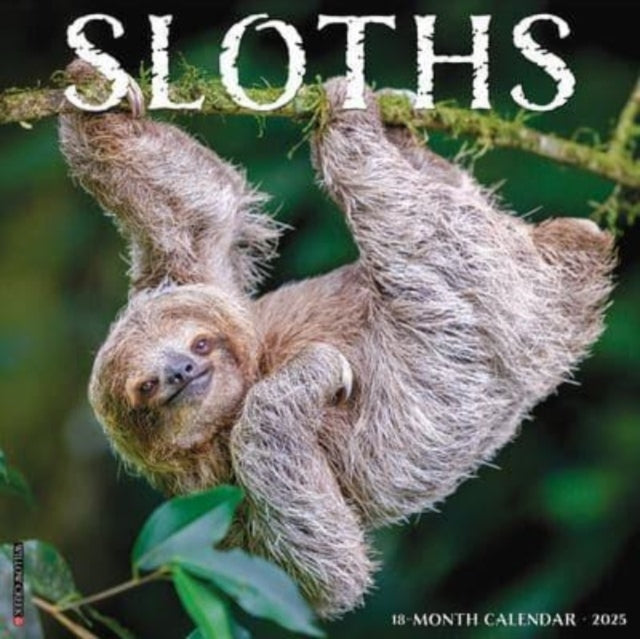 SLOTHS 2025 12 X 12 WALL CALENDAR