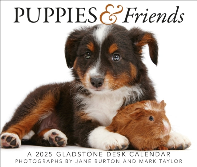Puppies & Friends Box Calendar 2025