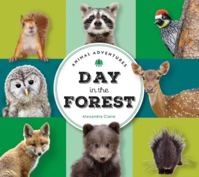 Animal Adventures Day In The Forest