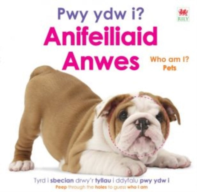 PWY YDW I? ANIFEILIAID ANWES / WHO AM I? PETS