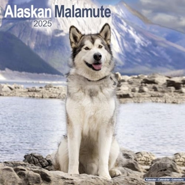 Alaskan Malamute Calendar 2025 Square Dog Breed Wall Calenda