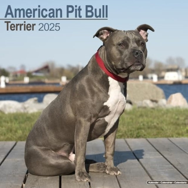 American Pit Bull Terrier Calendar 2025 Square Dog Breed Wal