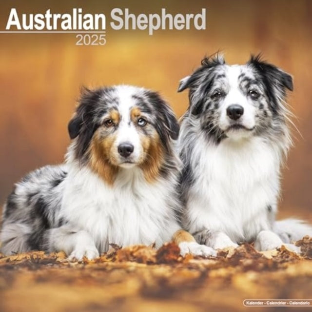 Australian Shepherd Calendar 2025 Square Dog Breed Wall Cale