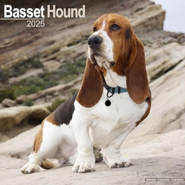 Basset Hound Calendar 2025 Square Dog Breed Wall Calendar -
