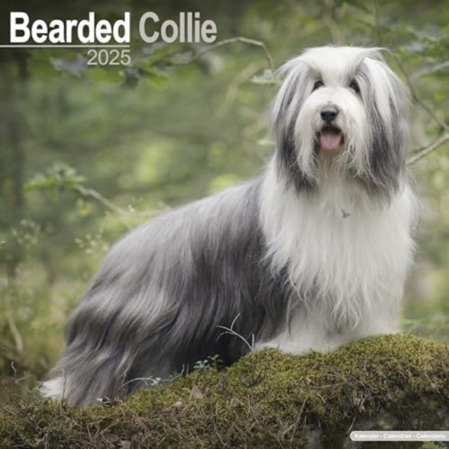 Bearded Collie Calendar 2025 Square Dog Breed Wall Calendar