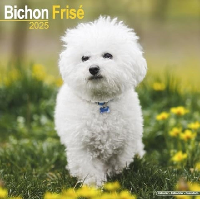Bichon Frise Calendar 2025 Square Dog Breed Wall Calendar -