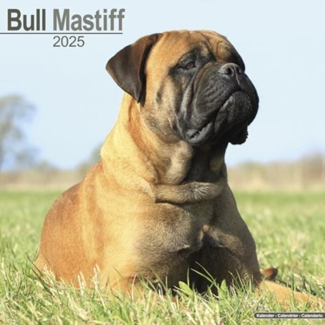Bull Mastiff Calendar 2025 Square Dog Breed Wall Calendar -