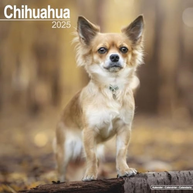 Chihuahua Calendar 2025 Square Dog Breed Wall Calendar - 16
