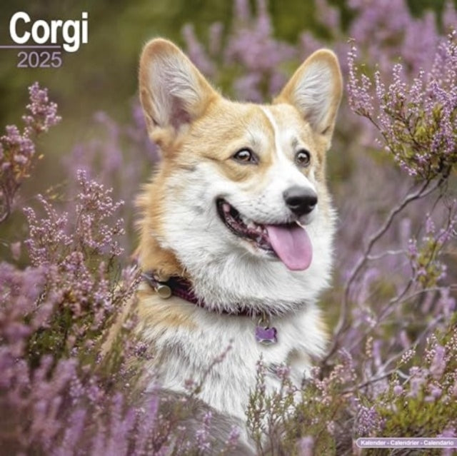 Corgi Calendar 2025 Square Dog Breed Wall Calendar - 16 Mont