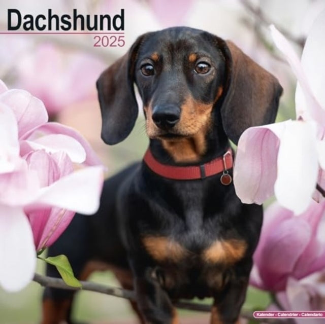 Dachshund Calendar 2025 Square Dog Breed Wall Calendar - 16